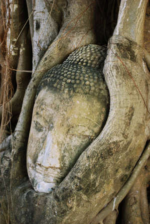 A statue of Buddhaï¿½s head that has been imbedded in a tree over time, located in Ayutthaya, Thailand.の写真素材