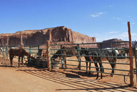 Horses in the desert of Monument Valleyの写真素材