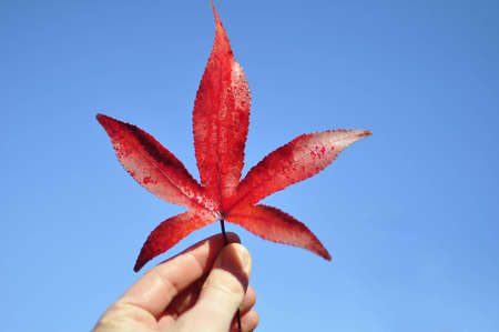 Autumn leaf on blue backgroundの写真素材