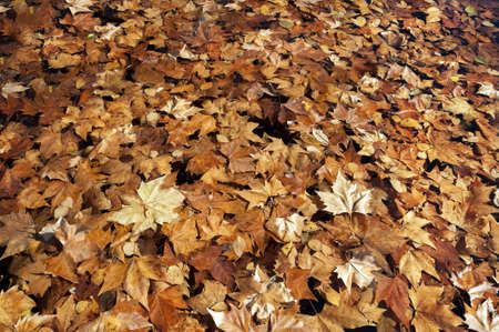 Background of fallen leaves in autumnの写真素材