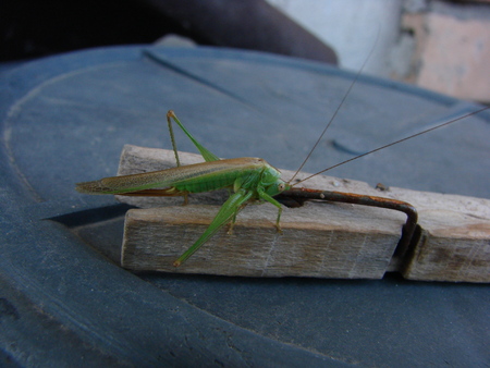 A grasshopper on a wooden clothes clipの写真素材