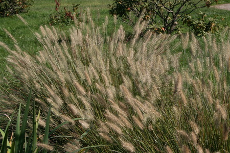 Grass in a parkの写真素材