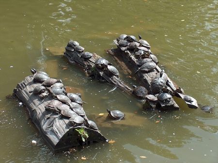Turtle colonyの写真素材