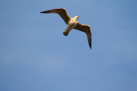 Seagullの写真素材