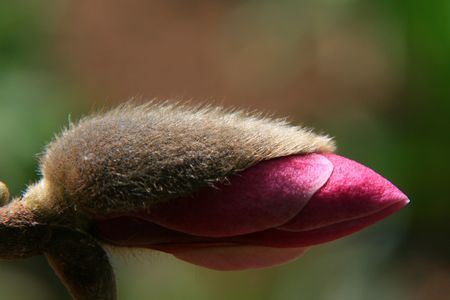 Red magnolia bud in springの写真素材