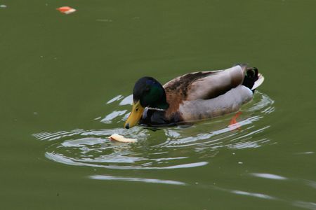 Wild duck feeding on some breadの写真素材