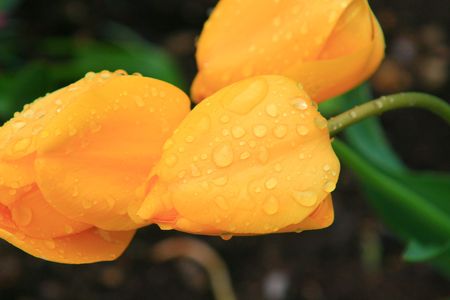 Rain drops on yellow flowersの写真素材