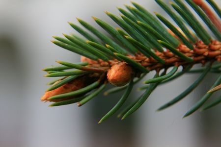 Detail of a coniferus tree's branchの写真素材