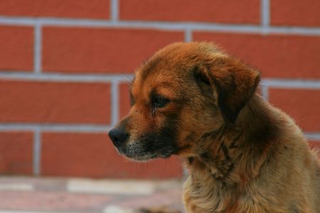 Lonely city dog near a brick wallの写真素材