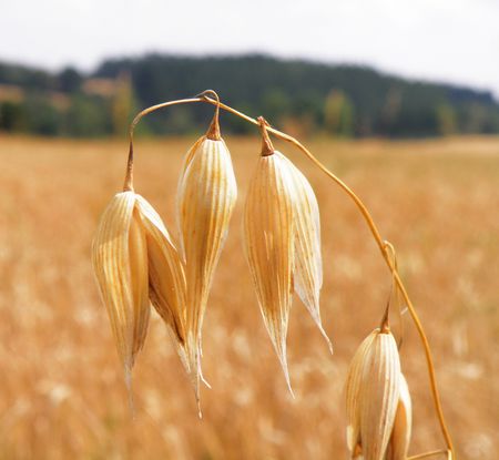 Detail of a cereal field - yellow corn       の写真素材