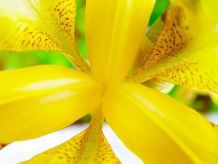 nice abstract macro detail of blooming yellow irisの写真素材