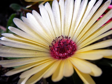 detail of white blooming flower with purple center