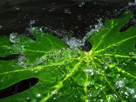 detail of green leaf with water drops under water