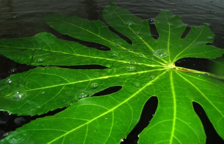 detail of green leaf with water drops under waterの写真素材