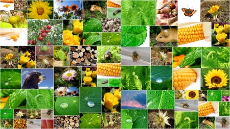 beautifull summer collage with a lot of flowers and plants