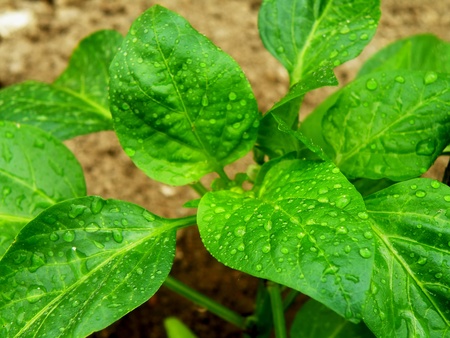 Macro detail of water drops on green leafの写真素材