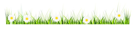 Beautiful vector landscape with green grass, garden, mushrooms and flowers. Isolation over white background.のイラスト素材
