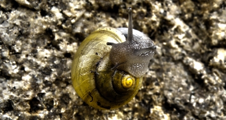 Closeup macro detail of yellow snail and his eyes on stone. HDR colorful animal background.の写真素材