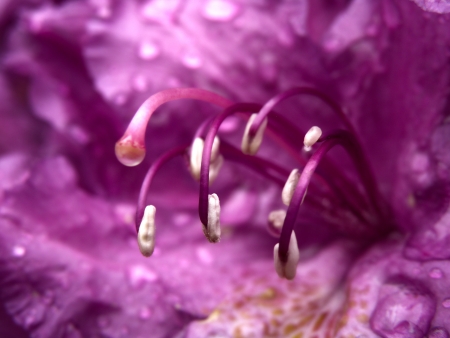 Abstract macro closeup detail of purple flower with water drops. Background.の写真素材