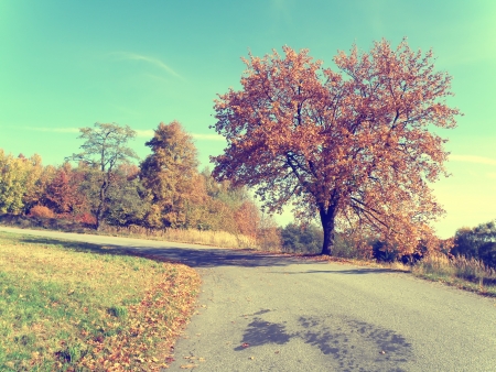 Colorful autumn landscape with trees. Middle Europe.の写真素材