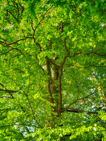 Detail of green oak tree in summer time.