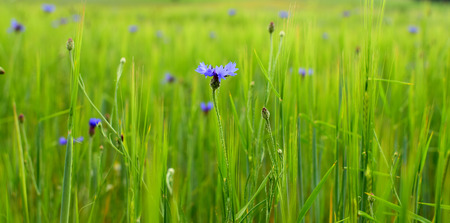 Detail of green barley field with blue flowers in summer timeの写真素材