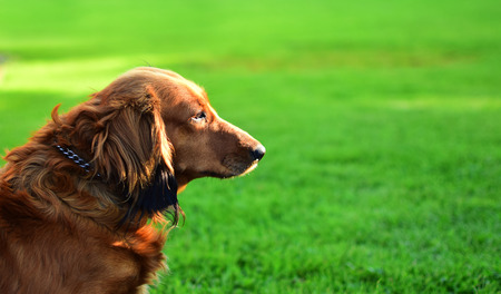 Detail of brown dachsie dog in garden. Dachshundの写真素材