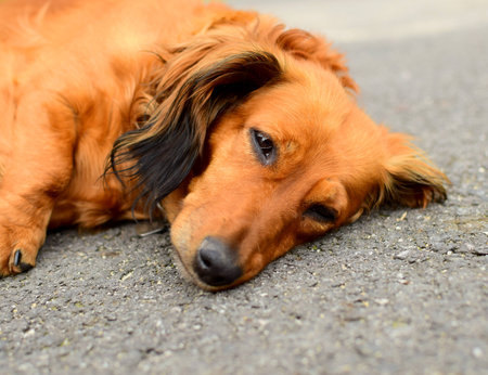 Cute dachshund dog in the garden in summertime.の写真素材