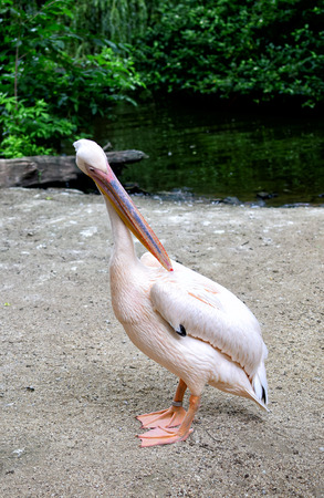 Detail of an flamingo bird in wild natureの写真素材