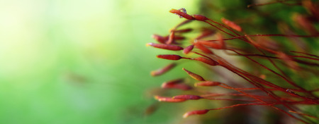 Closeup macro detail of moss with soft bokeh backgroundの写真素材