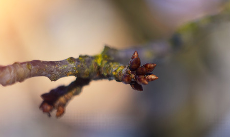 New bud in spring in garden. Selective focus with shallow depth of field.