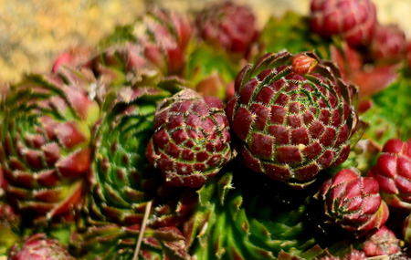 Detail of rock garden plant houseleek - sempervivumの写真素材