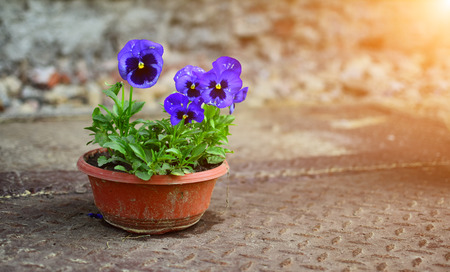 A bunch of blue violets in pot with sunの写真素材