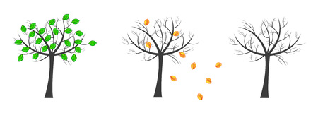 life cycle of trees. Nice illustration of phases of trees - green tree, shed its leaves and tree without leaves.のイラスト素材