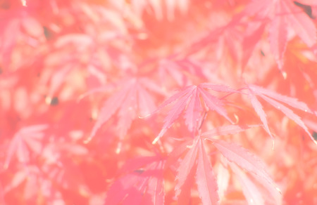 Red autumn maple leaves background. Nature theme.の写真素材
