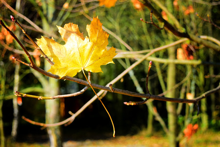Detail of maple leaves in autumn. Colorful nature background.の写真素材
