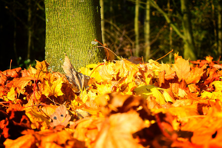 Detail of maple leaves in autumn. Colorful nature background.の写真素材