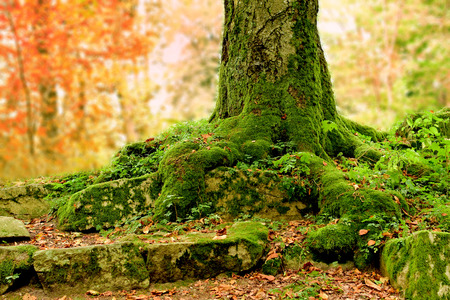 Old beautiful oak tree in autumnal forest. Autumn background with sun rays or sun shine.の写真素材