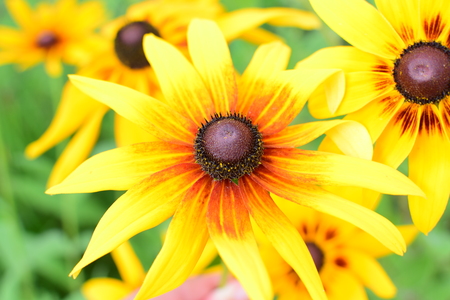 Detail of nice yellow flower in summer garden. Rudbeckia hirta.の写真素材