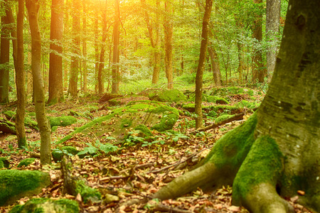 Old beautiful trees in autumnal forest. Autumn background with sun rays or sun shine.の写真素材