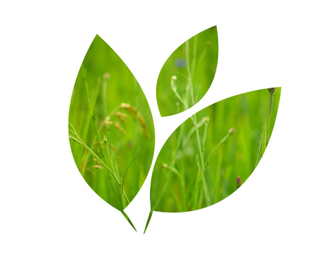 Detail of green barley field in leaf icon. Double exposure technique.の写真素材
