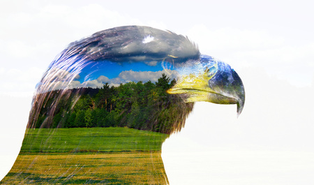 Double exposure eagle with cloud background. Nature abstract creativity motive.の写真素材