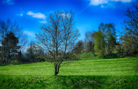 Spring landscape with trees, forests, meadow, blue sky.の写真素材