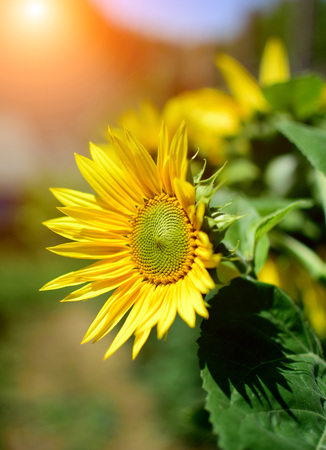 Detail of sunflower in summer garden with sun reflectionsの写真素材