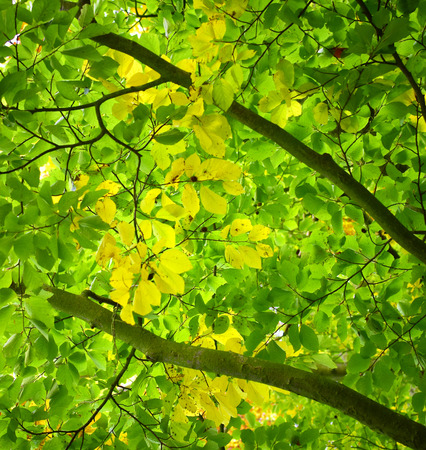 Detail of oak tree in autumn. Green leaves pattern background.の写真素材