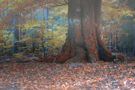 Old oak tree in forest. Fog in autumn.の写真素材
