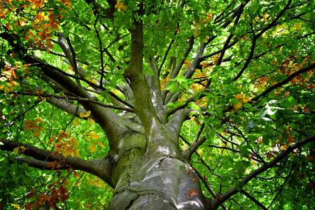 Detail of an old oak tree in summer time. Leaves.の写真素材
