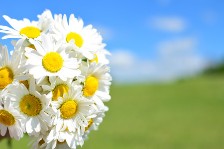 Summer meadow with blue sky and detail of daisies bouquetの写真素材
