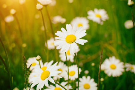 Chamomile field flowers border. Beautiful nature scene with blooming medical chamomilles in sun flare.の写真素材