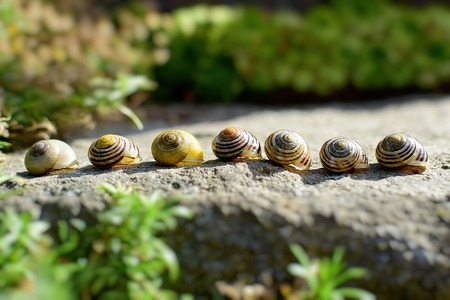 Snail conches in stone in summer garden.